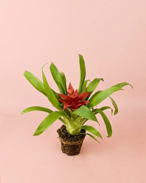 bromelia-guzmania