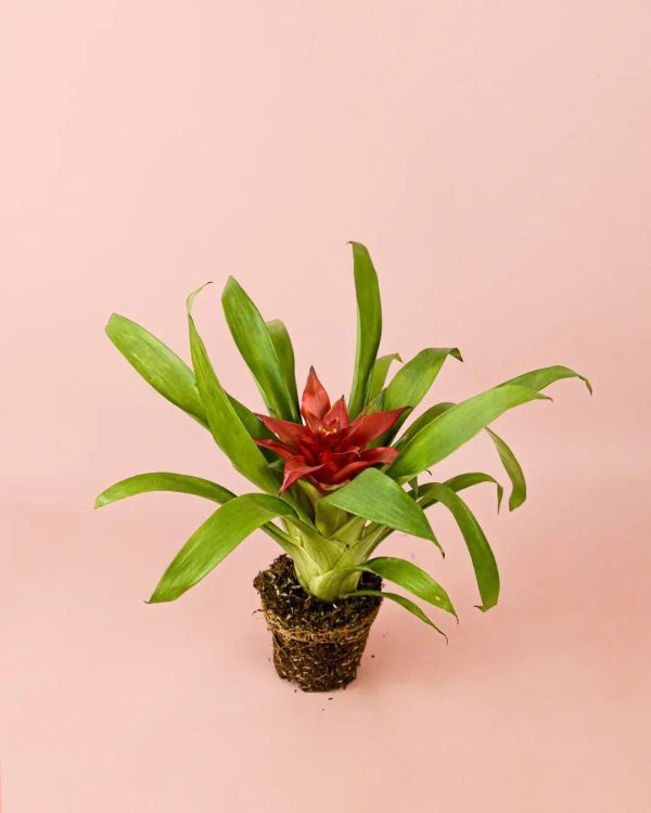 bromelia-guzmania