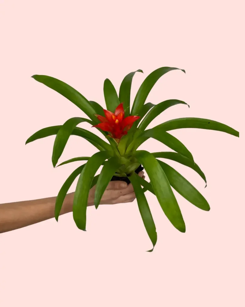 bromelia-guzmania