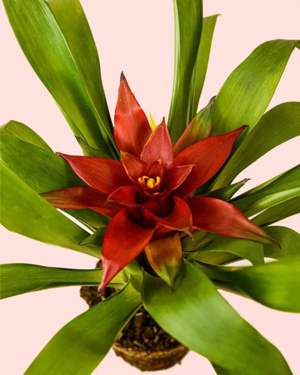 bromelia-guzmania-flor