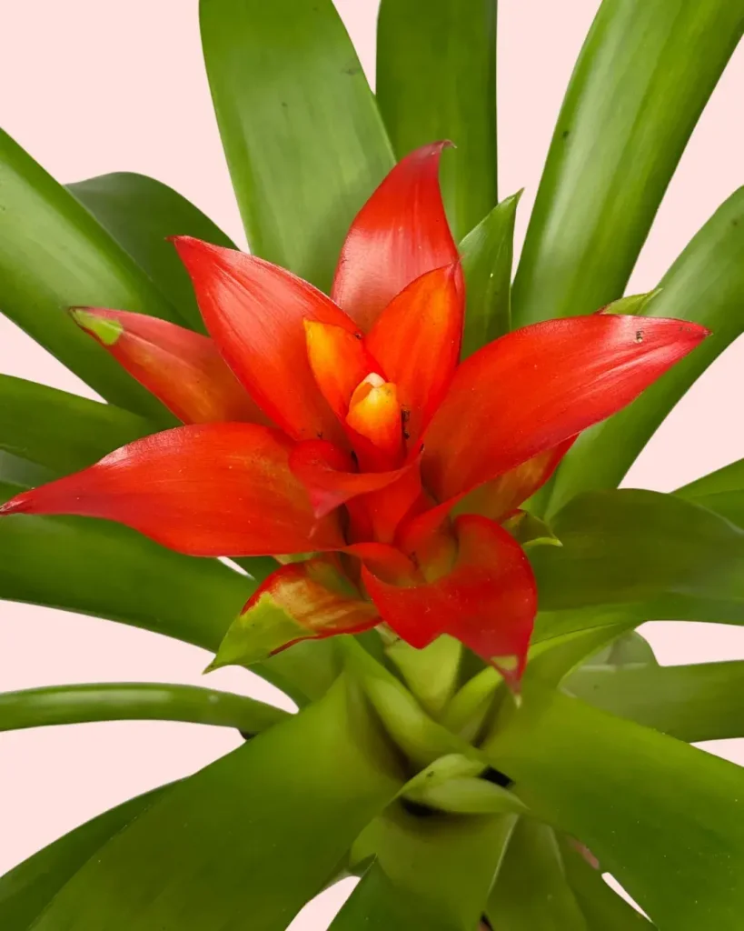 bromelia-guzmania-flor