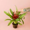bromelia-guzmania-planta