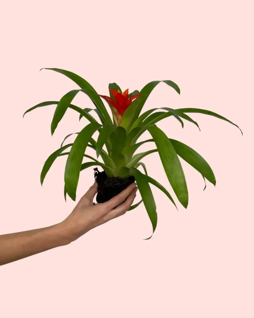bromelia-guzmania-planta