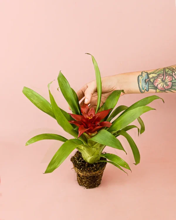 bromeliaplanta
