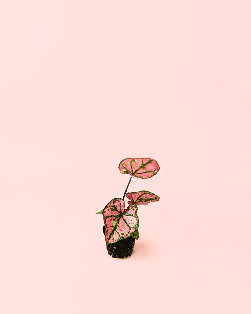 caladium-pink