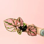 caladium-pink-mini
