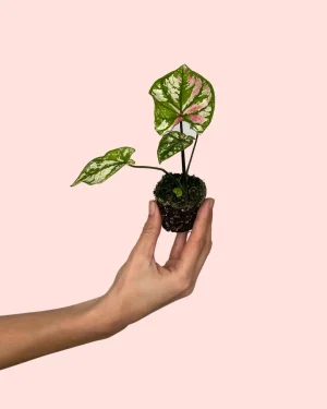 caladium-purple