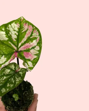 caladium-purple-light