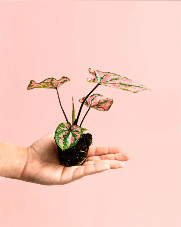 caladiumminipink