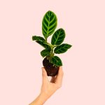 calathea-zebrina-mini