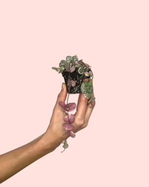 ceropegia-woodii-variegada-mini