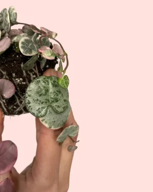 ceropegia-woodii-variegada-mini-hoja