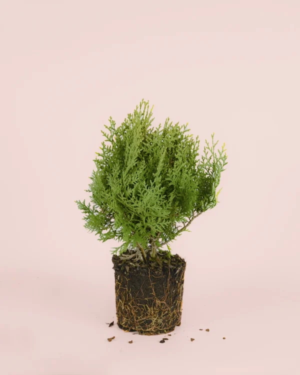 cipres-planta-exterior-m