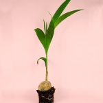 coco-nucifera