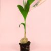 coco-nucifera-planta