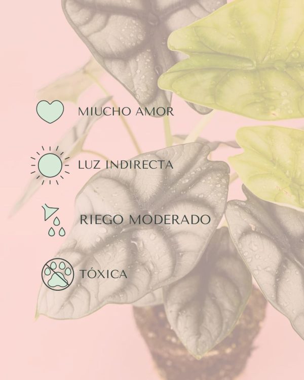 cuidados- Alocasia Silver Dragon