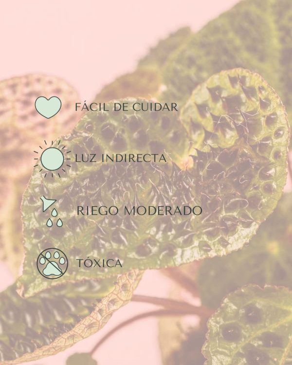 cuidados begonia ferox