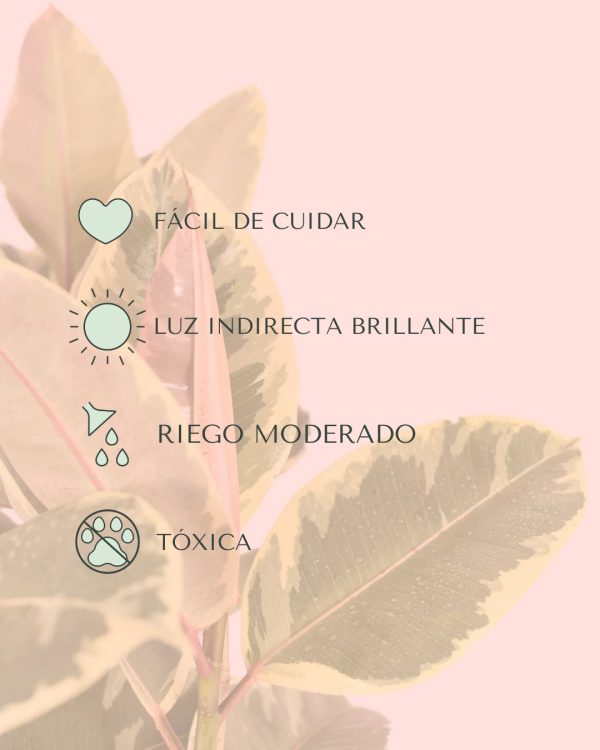 cuidados ficus tineke