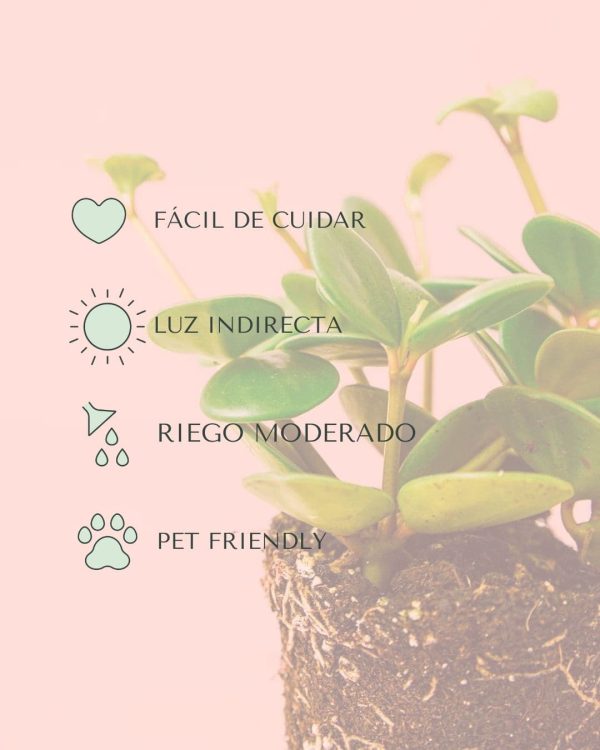 cuidados peperomia hope