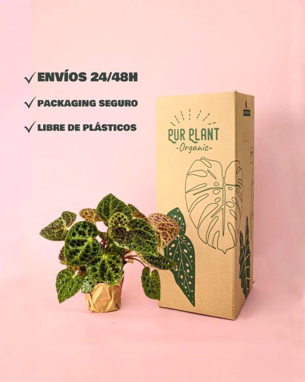 envio begonia ferox packaging