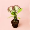 euphorbia-lactea