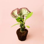 euphorbia-lactea
