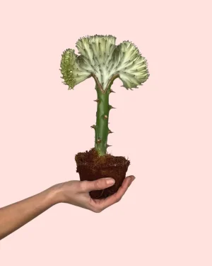 euphorbia-lactea