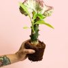 euphorbia-lactea-cactus-planta