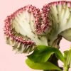 euphorbia-lactea-detalle
