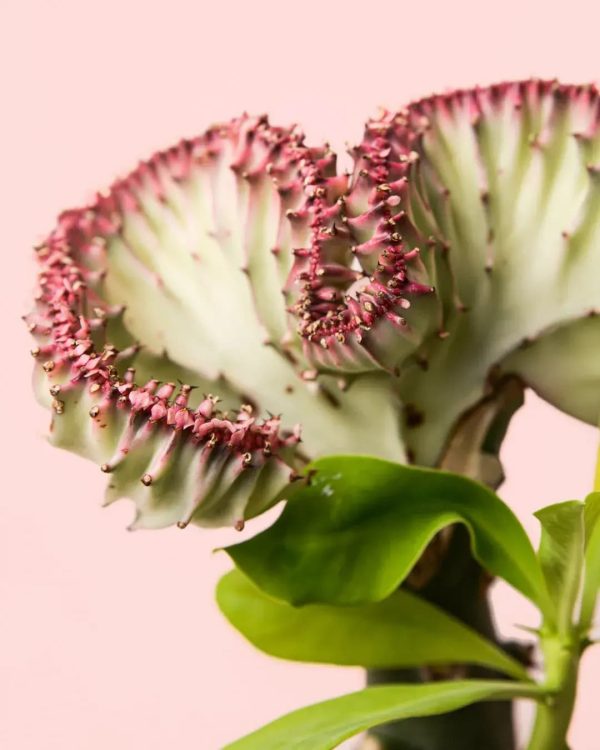 euphorbia-lactea-detalle