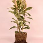 ficus-tineke-l