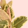 ficus-tineke-l-hoja