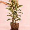 ficus-tineke-l-planta