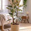 ficus tineke planta contexto