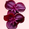 flor-akebia-quinata