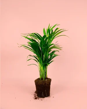 kentia