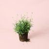 lavanda-blanca