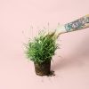 lavanda-blanca-planta