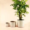 maceta-arena-l-planta