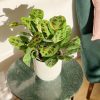 maranta leucoeneura fiesta variegata