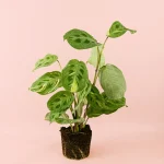 Maranta Variegada