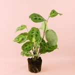 maranta-variegada