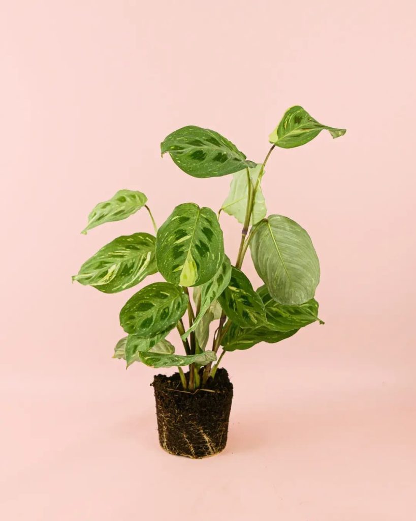 maranta-variegada