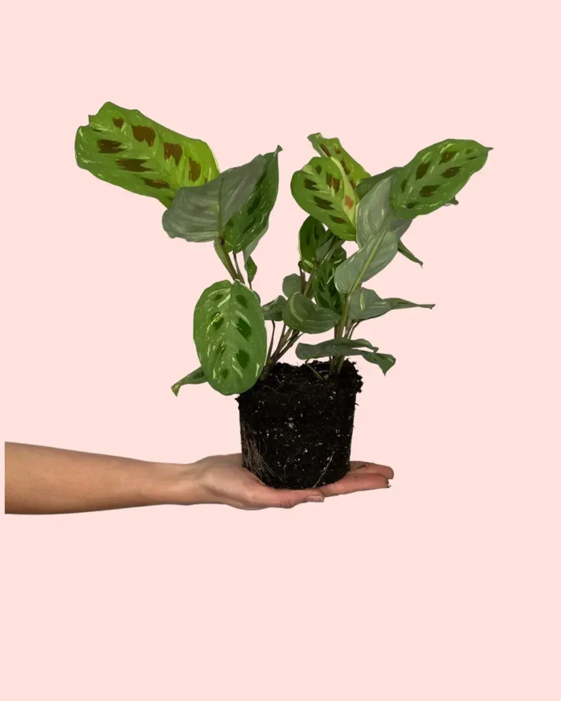 maranta-variegada