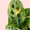 Maranta Variegada - Imagen 3