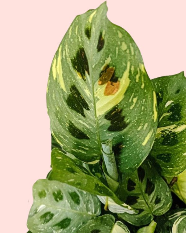 Maranta Variegada - Imagen 3
