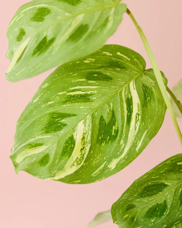 maranta-variegada-hoja