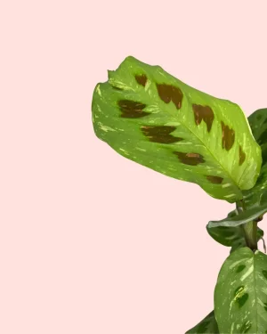 maranta-variegada-hoja