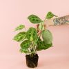 maranta-variegada-planta