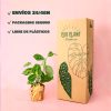 marante-variegada-packaging